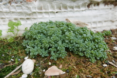 Sedum dasyphyllum