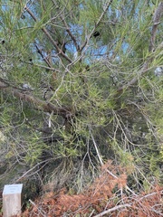 Pinus brutia