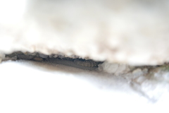 Tarentola mauritanica