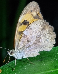 Heteronympha mirifica