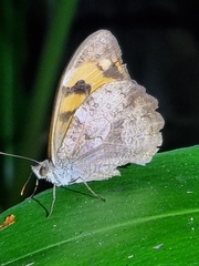 Heteronympha mirifica