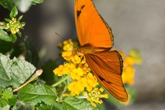 Dryas iulia