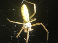 Argiope protensa