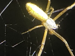 Argiope protensa