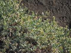 Atriplex maximowicziana