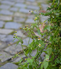 Galinsoga parviflora