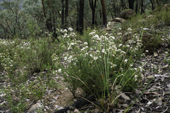 Calytrix tetragona