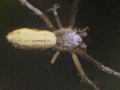 Argiope protensa