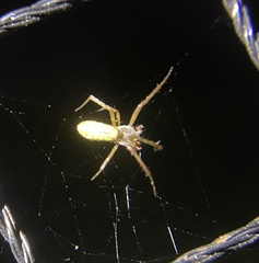 Argiope protensa