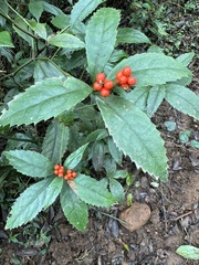 Sarcandra glabra