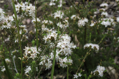 Calytrix tetragona