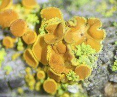 Polycauliona polycarpa