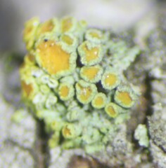 Polycauliona polycarpa