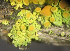 Polycauliona polycarpa