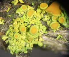 Polycauliona polycarpa