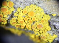 Polycauliona polycarpa