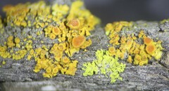 Polycauliona polycarpa