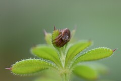 Araniella