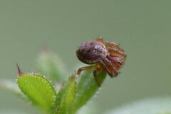 Araniella