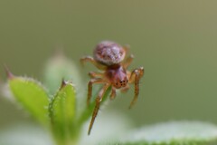 Araniella