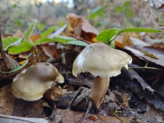 Tricholoma saponaceum