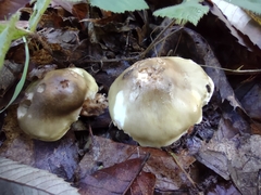Tricholoma saponaceum