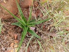 Ledebouria inquinata