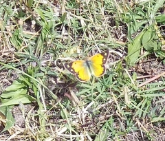 Colias electo