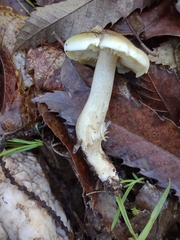 Tricholoma saponaceum