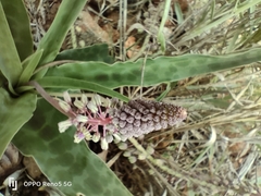 Ledebouria inquinata