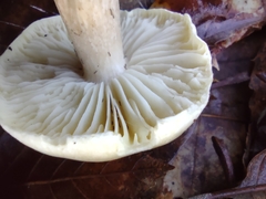 Tricholoma saponaceum