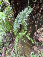 Asplenium normale
