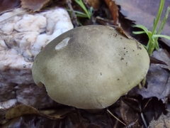 Tricholoma saponaceum