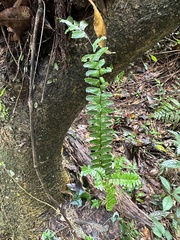 Asplenium normale