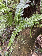 Asplenium normale
