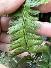Asplenium normale
