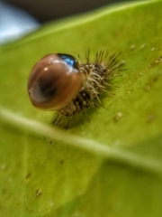 Chilocorus nigritus