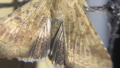 Helicoverpa punctigera