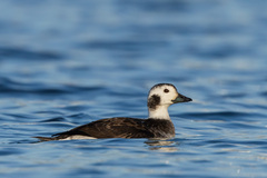 Long-Tailed Duck photo 4
