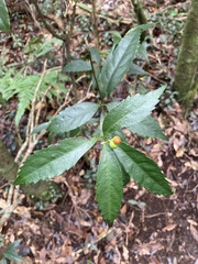 Sarcandra glabra