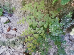 Adiantum