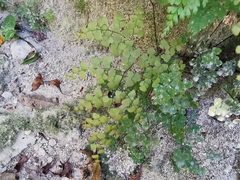 Adiantum