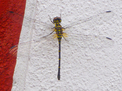 Libelluloidea