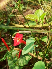 Ipomoea hederifolia