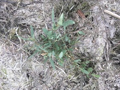 Atriplex portulacoides