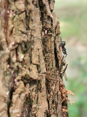 Stypocladius appendiculatus