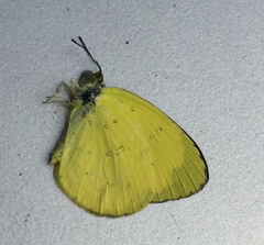 Eurema ada iona