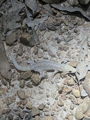 Gehyra versicolor