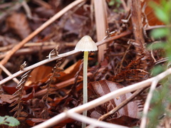 Mycena epipterygia