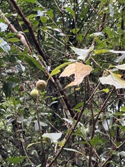 Ficus erecta beecheyana